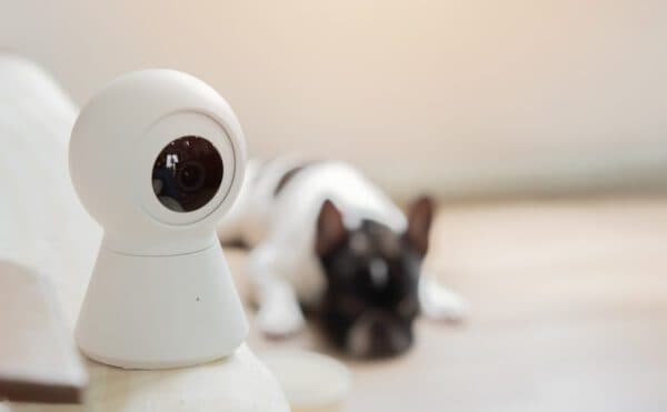 Small white surveillance camera monitoring a sleeping French bulldog pet